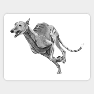 Greyhound Magnet